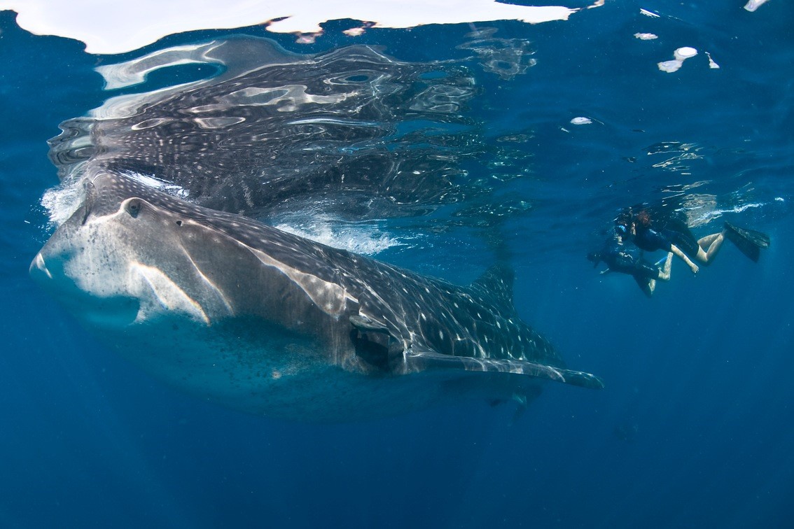Admirando al tiburón ballena