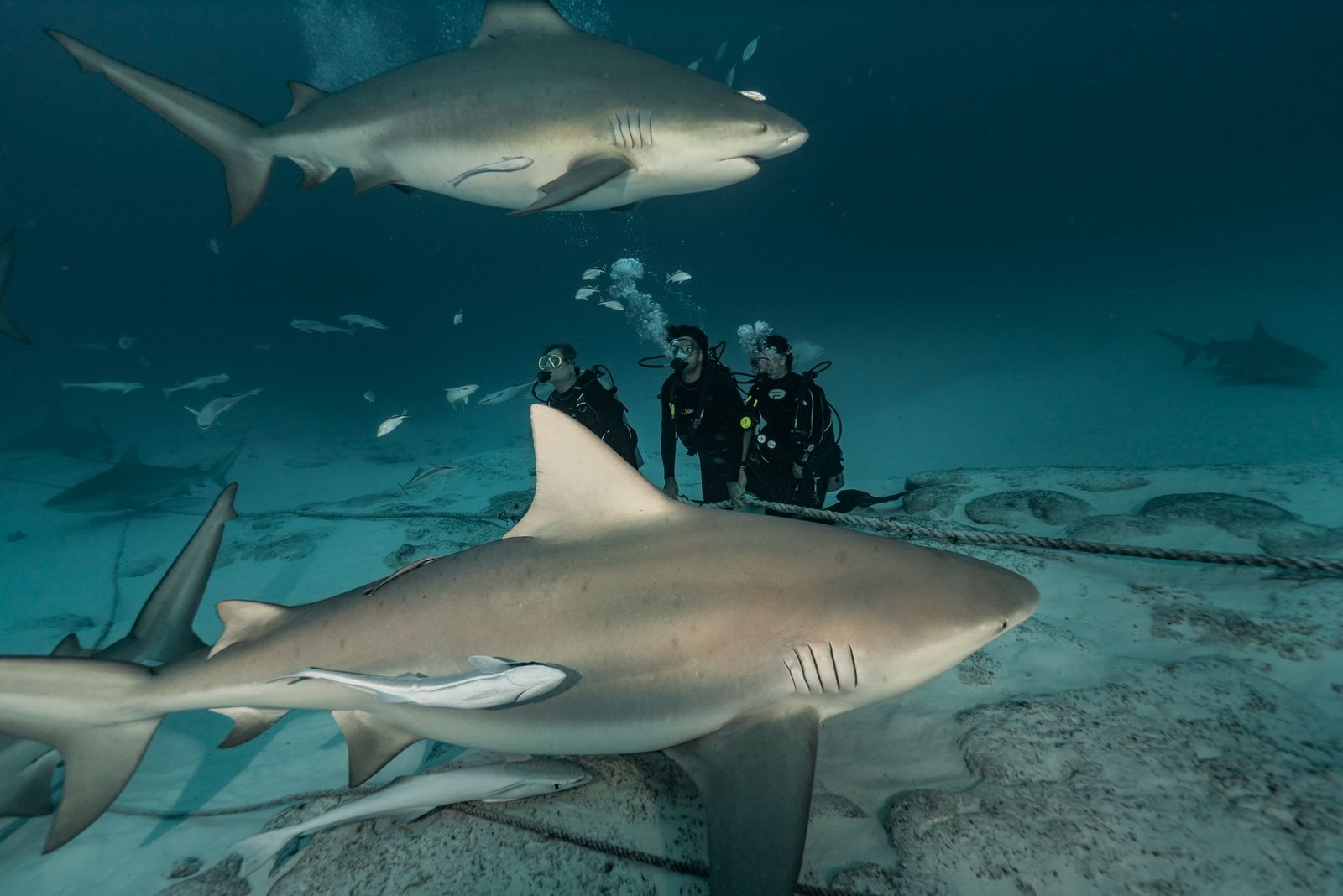 Buceo con Tiburon Toro