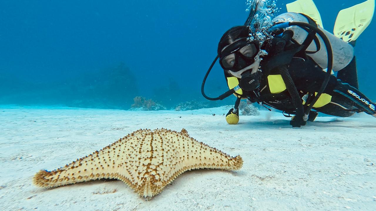 Deep Mexico es una agencia de tours especializada en buceo